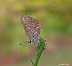 1/13-iso 100-f/16-cavalletto-flash