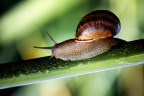 lumacone