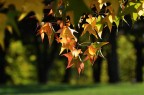 autunno :  tempo di colori