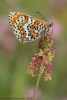 Melitaea cinxia (Linnaeus, 1758)

www.rossidaniele.com

Canon EOS 7D + Sigma 180mm f/3.5 EX DG HSM Macro
f16 - 1/10 - ISO 100
19.05.2012 ore 7.18
Suggerimenti e critiche sempre ben accetti
[url=http://www.rossidaniele.com/HR/_MG_2607copia-mdc-1500.jpg]Versione HR[/url]