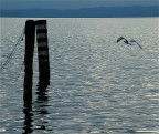 VOLO