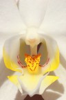 White Orchid's hearth