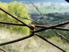 Prima prova di macro, suggerimenti e consigli sempre molto ben accetti. Grazie a tutti

Macchina fotograzica: Panasonic FZ150
f4, 1/320, ISO100, 25mm