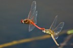 libellule