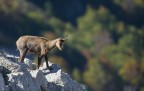 CAMOSCIO D'ABRUZZO