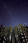 Forest Space