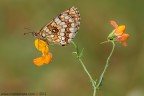 Melitaea athalia (Rottemburg, 1775)

www.rossidaniele.com

Canon EOS 7D + Sigma 180mm f/3.5 EX DG HSM Macro
f13 - 1/15 - ISO 100
01.07.2012 ore 7.42
Suggerimenti e critiche sempre ben accetti
[url=http://www.rossidaniele.com/HR/_MG_3034copia-mdc-1500.jpg]Versione HR[/url]