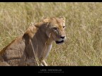 Leonessa