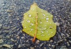 foglia