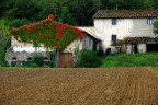 Mugello (Toscana )