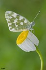pontia edusa..
