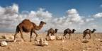 Deserto occidentale, Egitto