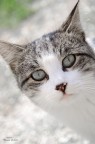 felix