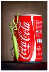 macro pop