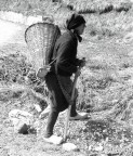 la montanara