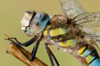 Aeshna mixta