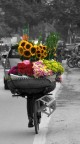 Modello Fujifilm Finepix S200EXR 
Valore di velocit otturatore 1/320 s 
alore di apertura f/4.9 
Sensibilit ISO 100 
Lunghezza focale 96mm 
mano libera 

Hanoi - Vietnam
spaccato di vita quotidiana
