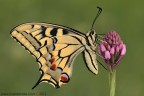 Papilio machaon (Linnaeus, 1758)

www.rossidaniele.com

Canon EOS 7D + Sigma 180mm f/3.5 EX DG HSM Macro
f16 - 0.8s - ISO 100
03.06.2012 ore 6.52
Suggerimenti e critiche sempre ben accetti
[url=http://www.rossidaniele.com/HR/_MG_2783copia-mdc-1500.jpg]Versione HR[/url]