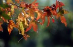 dal giallo al rosso