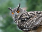 Scattata in una fortezza gestita da falconieri in Austria vicino Graz, non la voglio spacciare per una wildlife foto, ma il signorino era libero.

Sigma 135-400 APO, Canon EOS20D