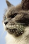 Gatto... in posa involontaria!