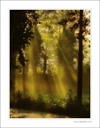 lame di sole nel Parco delle Groane