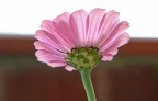 Fiore
