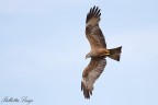 Nibbio bruno(Milvus migrans)