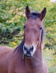 Ritratto Cavallo