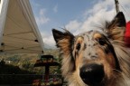 sniff sniff