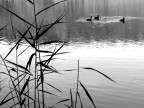 Lo stagno