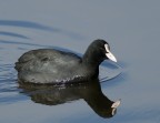 Fulica Atra (La fologa)