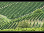 Vigneti # 2 Vigneti # 2