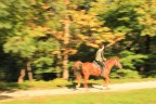 Panning autunnale