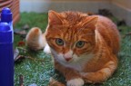 foto fatta la mio micio ... sono esercizi per i ritratti!!
commenti e critiche sempre ben accetti