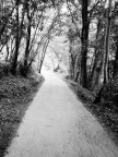 una strada nel bosco
