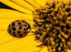 Una storia d'autunno.
Nikon D60 + Sigma 105 macro