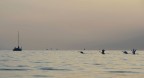 4 cigni hanno deciso di alzarsi in volo insieme mentre attendevo i ltramonto in riva al lago