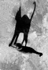L' Ombra Elegante