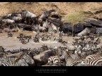 La grande migrazione