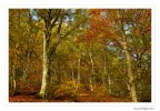 Primi colori dell'autunno