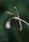 Mantide religiosa