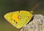 Colias crocea Colias crocea