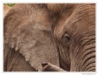 (Emi)-ritratto di elefante