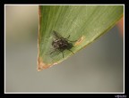 la mosca