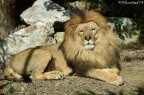 Leo il re