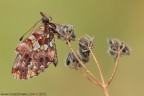 Boloria (Clossiana) dia (Linnaeus, 1767)

www.rossidaniele.com

Canon EOS 7D + Sigma 180mm f/3.5 EX DG HSM Macro
f11 - 1/6 - ISO 100
07.08.2012 ore 7.24
Suggerimenti e critiche sempre ben accetti
[url=http://www.rossidaniele.com/HR/_MG_3097copia-mdc-1500.jpg]Versione HR[/url]