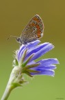 Farfallina