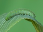 cavolaia minore