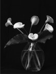 Avevo deciso di riprendere questi fiori in bianco e nero. (Zenza Bronica etrs con 75 mm, pellicola hp5 in bf200)